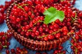 Redcurrant in wicker bowl on the table Royalty Free Stock Photo