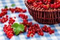 Redcurrant in wicker bowl on the table Royalty Free Stock Photo