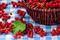 Redcurrant in wicker bowl on the table Royalty Free Stock Photo