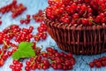 Redcurrant in wicker bowl on the table Royalty Free Stock Photo