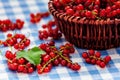 Redcurrant in wicker bowl on the table Royalty Free Stock Photo