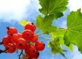 Redcurrants Royalty Free Stock Photo