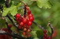 Redcurrants