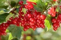 Redcurrants on the bush branch