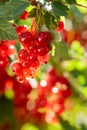 Redcurrants on the bush branch