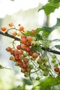 Redcurrants on the bush branch in the garden.