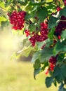 Redcurrants bush in the garden