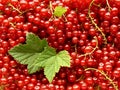 Redcurrants