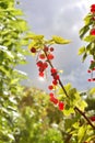 Redcurrants growing on a bush