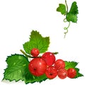 Redcurrants on the vine