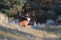 Redd Deer on the darss, mecklenburg  pomerania, Germany Royalty Free Stock Photo