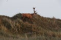 Redd Deer on the darss, mecklenburg pomerania, Germany