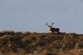 Redd Deer on the darss, mecklenburg  pomerania, Germany Royalty Free Stock Photo