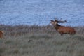 Redd Deer on the darss, mecklenburg  pomerania, Germany Royalty Free Stock Photo