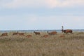 Redd Deer on the darss, mecklenburg  pomerania, Germany Royalty Free Stock Photo