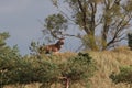 Redd Deer on the darss, mecklenburg  pomerania, Germany Royalty Free Stock Photo