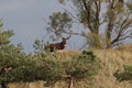 Redd Deer on the darss, mecklenburg  pomerania, Germany Royalty Free Stock Photo