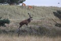 Redd Deer on the darss, mecklenburg pomerania, Germany