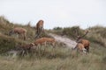 Redd Deer on the darss, mecklenburg pomerania, Germany