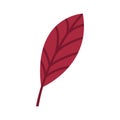 Reddened leaf of a walnut tree. Autumn element