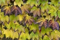Reddened leaves of wild grapes on the fence. Autumn landscape.