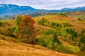 Reddened tree among mountain hills. Carpathian mountains, Romania at autumn day Royalty Free Stock Photo