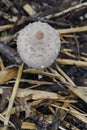 Reddening Lepiota Light Brown Fungus Royalty Free Stock Photo