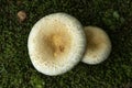 Reddening lepiota mushroom at Mud Pond in Sunapee, New Hampshire Royalty Free Stock Photo