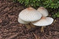 Reddening Lepiota - Mushrooms Royalty Free Stock Photo