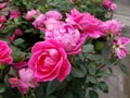 Reddish pink knockout roses