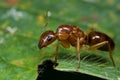 A reddish ant Royalty Free Stock Photo