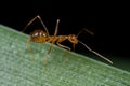 A reddish ant on a blade of grass Royalty Free Stock Photo