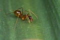 A reddish ant on green leaf Royalty Free Stock Photo