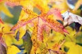 Yellow reddish autum leaves