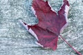 Reddish autumn single Maple Leaf on natural old wood. Fall season motive. Back to Nature concept. With copy space. Royalty Free Stock Photo