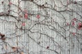 Reddish  Boston Ivy plant creep on the concrete wall background. Royalty Free Stock Photo