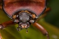 Reddish brown beetle