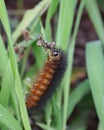 Reddish-brown and black Salt Marsh Caterpillar Royalty Free Stock Photo