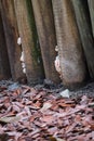 Reddish-brown corky spine Fungus Royalty Free Stock Photo