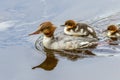 Reddish-brown Female Adult Common Merganser Carrying a Young Chick on it`s Back with One Following Behind. Royalty Free Stock Photo