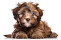 a reddish brown havanese puppy on white background