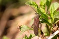 The reddish-brown insect has long antennae and legs with short hair covering its body. The abdomen has black dots. Are sticking on Royalty Free Stock Photo