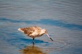 Reddish brown Marbled Godwit bird