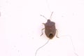 Pentatomidae stinkbug Royalty Free Stock Photo