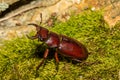 Reddish-brown Stag Beetle