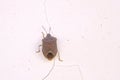 reddish brown stinkbug