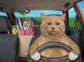 Cat reddish with medicines drives car