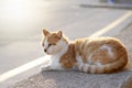 Reddish cat on low wall on the side of the road on sunset Royalty Free Stock Photo