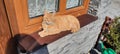 Reddish cat, sleepy cat,cat standing in the sun