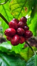 Reddish coffee cherries indicate they are old, perfect for coffee drinks